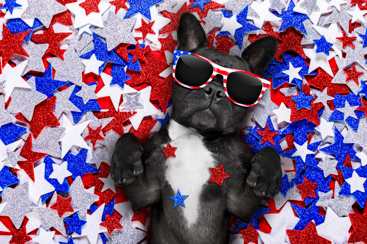 A black and white French Bulldog in patriotic sunglasses reclines on a pile of Fourth of July decorations.
