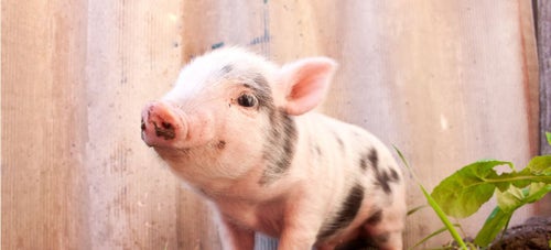Funny pig videos 2025