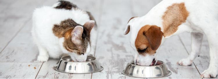 A dog and a cat eating together.
