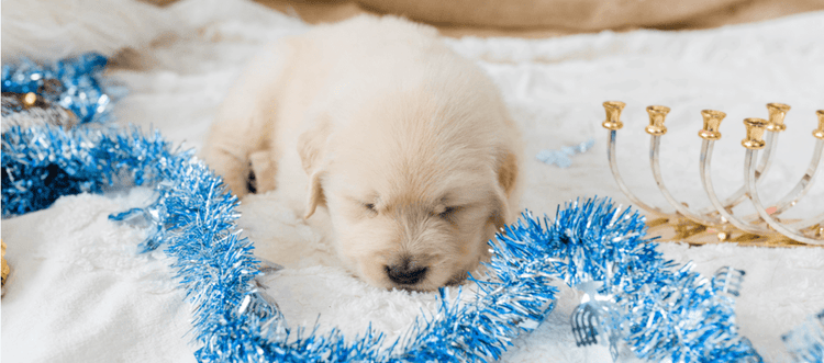 A Golden Retriever takes a nap before the Hanukkah festivities kick off.