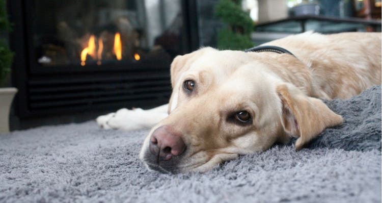 A yellow lab lies by the fire.
