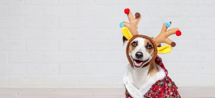 Festive holiday sweaters for dogs.