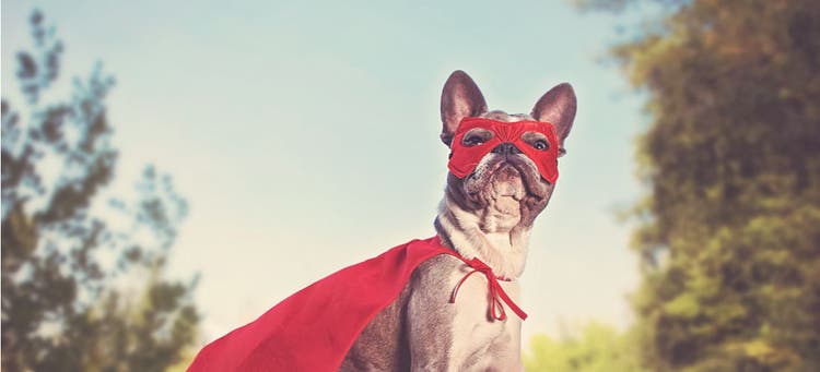 A French Bulldog in an amazing costume.