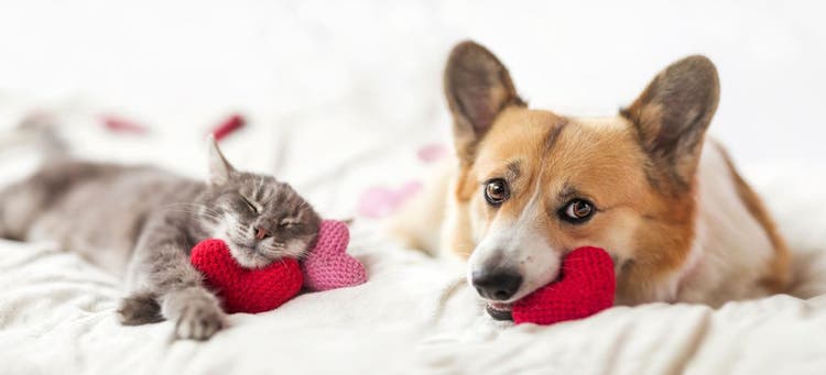 What Valentines Would Your Pet Send?