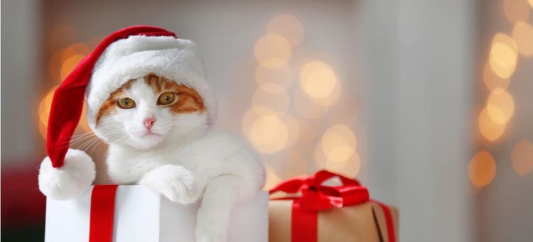 A cat in Santa cap that just did its holiday shopping.