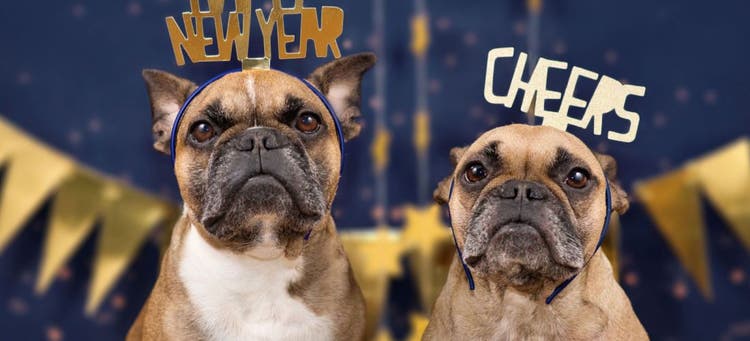 Snacks for your pets on New Year's Eve.