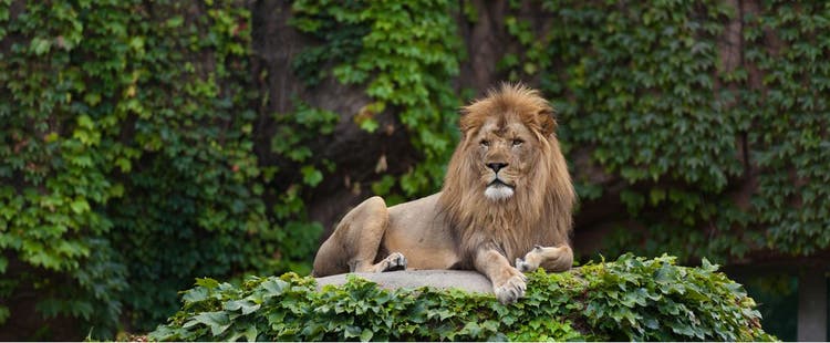 Male lion at Lincoln Park Zoo.