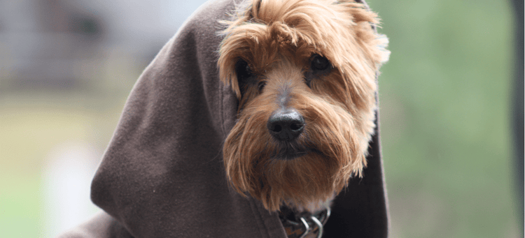 This dog in a robe looks like Yoda.