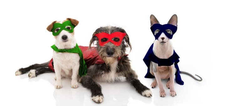 Pets who saved the lives of their humans are heroes.