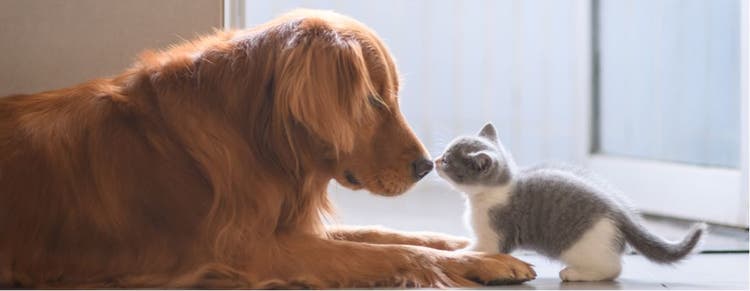 Support animal welfare during National Pet Week and Be Kind to Animals Week.