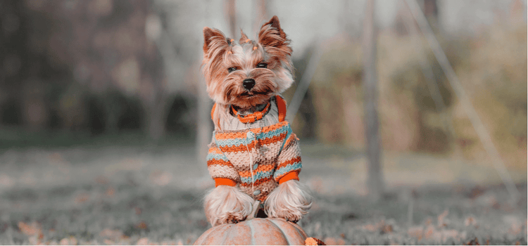 A dog in a fall sweater resting its paws on a pumpkin.