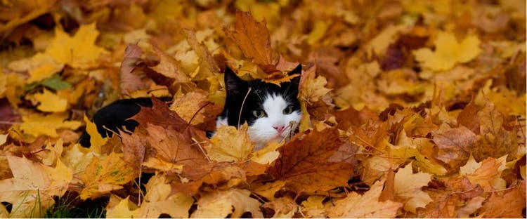 A cat plays in the fall leaves.