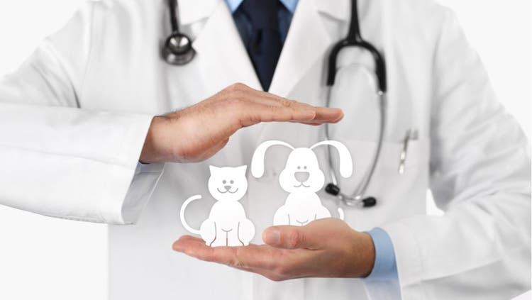 Vets hands holding cat and dog.