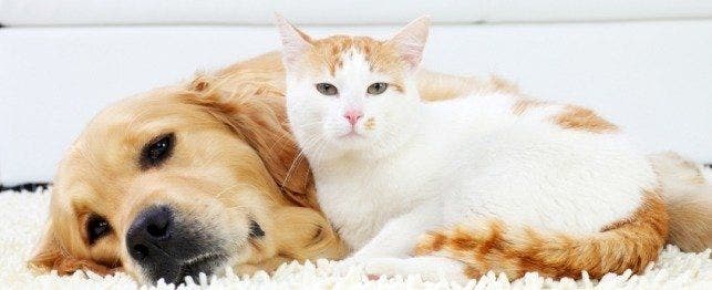 pet insurance that covers pre-existing conditions
