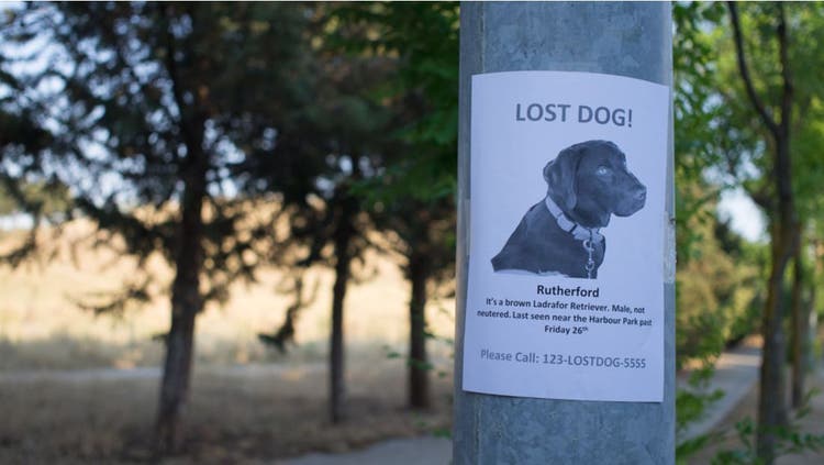 A poster for a lost dog.
