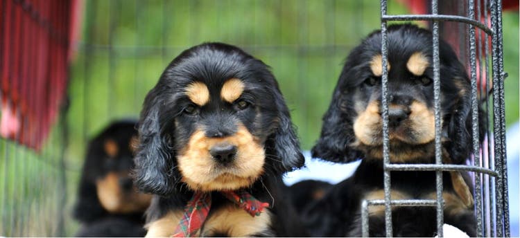 Two dogs in a cage at the pet store.