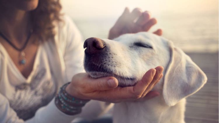 A women pets her emotional support dog.