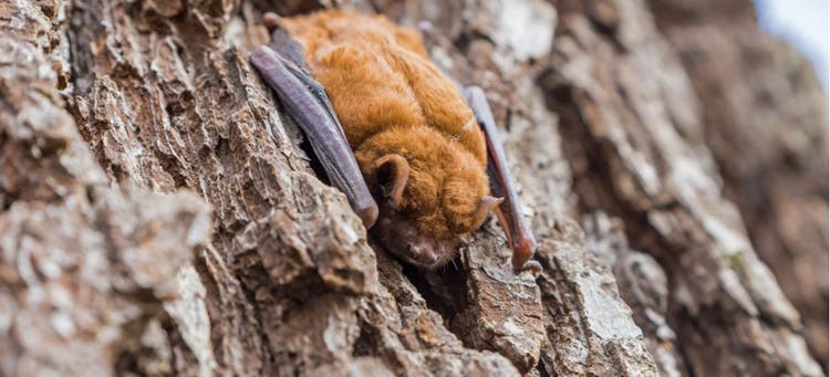 Brown bats are known for eating mosquitoes.