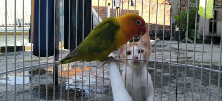 A kitten staring at a pet bird in its cage.