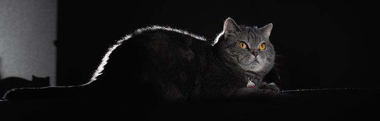 A cat lying down on a black surface AI-generated content may be incorrect.