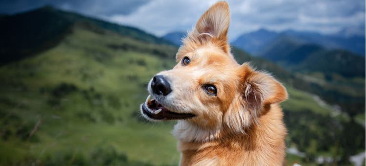 A dog with a happy facial expression.