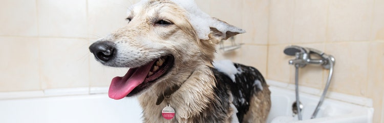 A dog with it's mouth open AI-generated content may be incorrect.