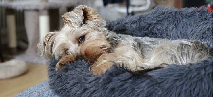 A sad dog suffering from middle child syndrome.