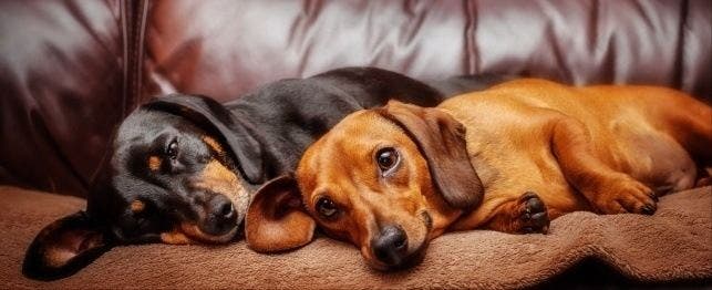 should dogs be present for euthanasia