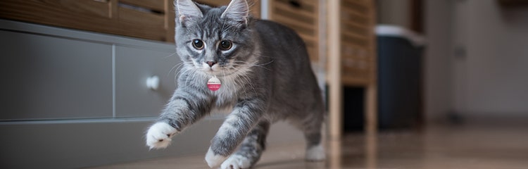 A cat running on the floor AI-generated content may be incorrect.