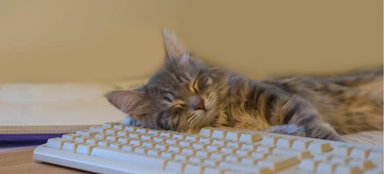 Siberian cat asleep on a computer keyboard.