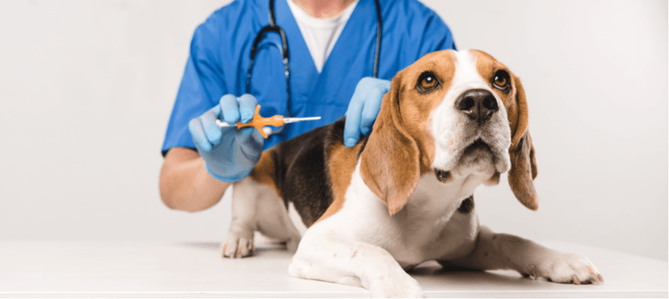 A Beagle gets microchipped by their vet.