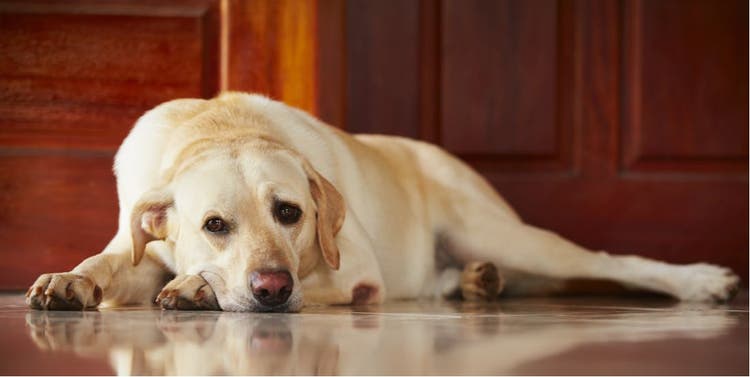 An anxious dog lying on the floor.