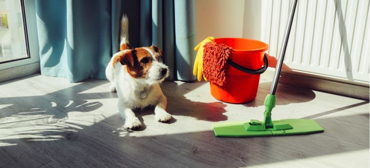 These common household cleaning products might not be safe for your dog.