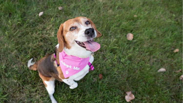 A happy dog in a pink bandana.