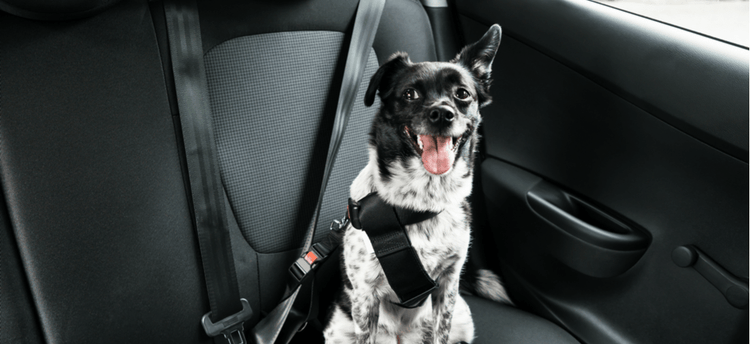 A dog safely buckled into their car seat.