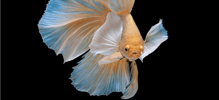 An orange Betta Fish, which makes a great, low-maintenance pet.