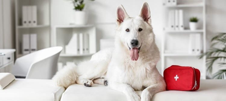 How to Pack a First Aid Kit for Your Pet