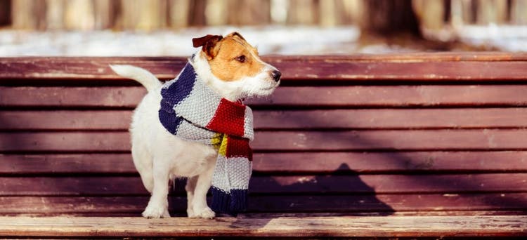 A dog sits outside during winter.