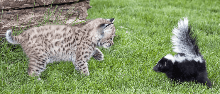 A skunk prepares to spray a kitten.