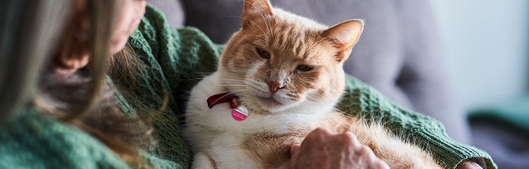 A cat lying on a person's lap AI-generated content may be incorrect.