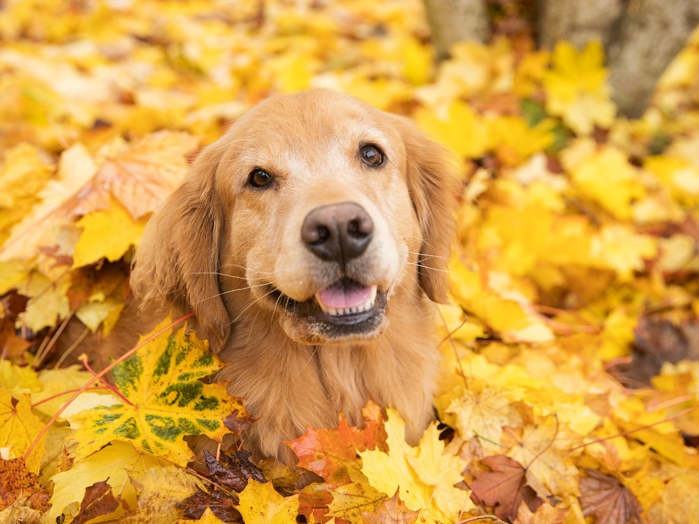 Fall Safety for Pets: Avoiding Seasonal Hazards | PetPlace.com