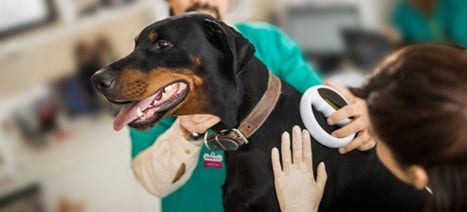 A dog with its mouth open Description automatically generated