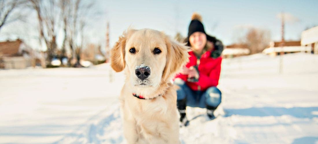 7 Winter Pet Grooming Tips - PetPlace