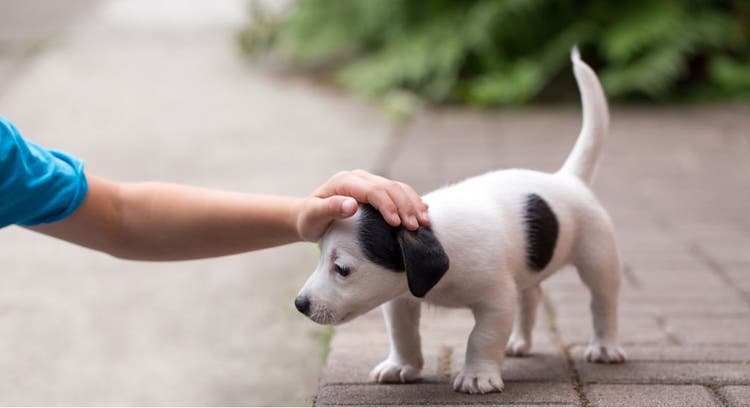 A little boy pets a puppy.