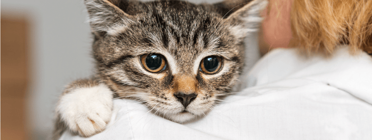 A shelter cat being protected by an Animaltarian.