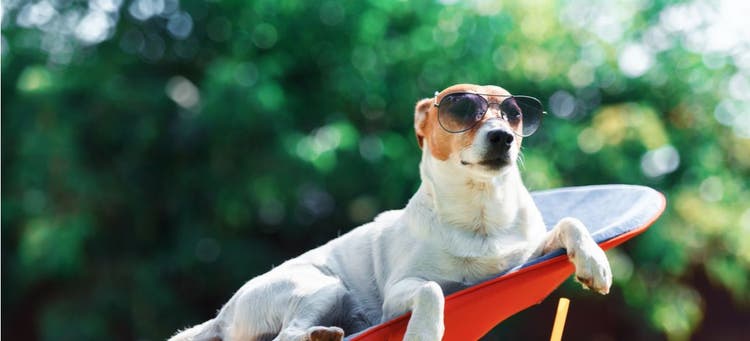 A dog lounging in the sun that needs sunscreen.