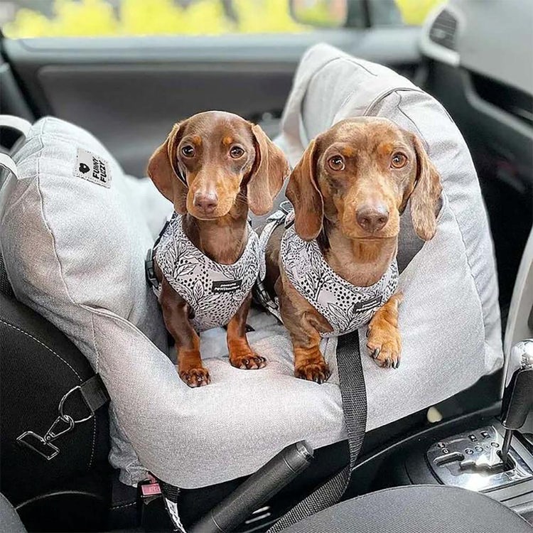 Two dogs in a car seat Description automatically generated