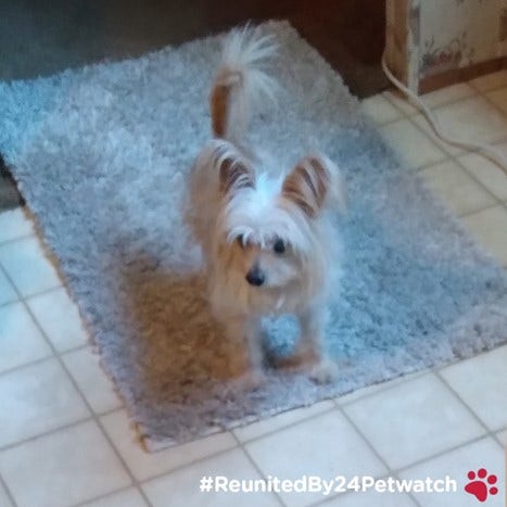 A dog standing on a rug Description automatically generated