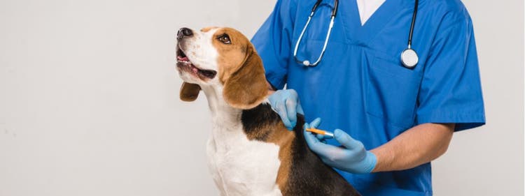 Veterinarian microchipping a dog.