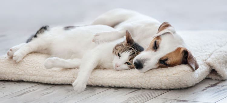 Protect your pets this winter.